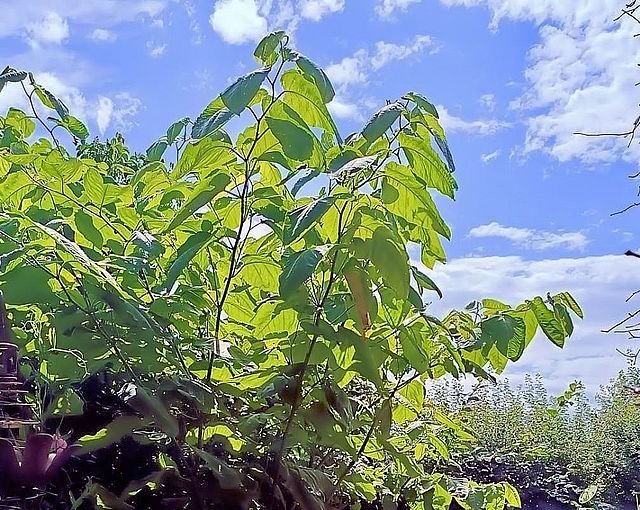 Japanischer Knöterich_Foto_privat