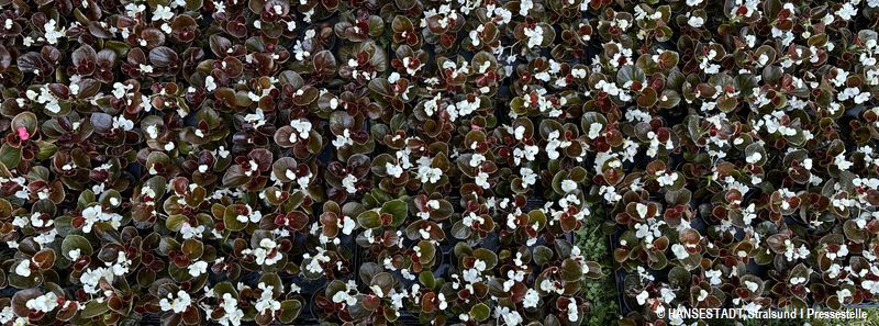 Blütenpracht schmal