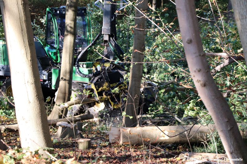 Mit dem Harvester - einer Holzvollerntemaschine - wird der Kleine Dänholm durchforstet