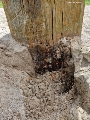 Probebohrungen am Fuß des Hauptpfostens bestätigen den Schaden