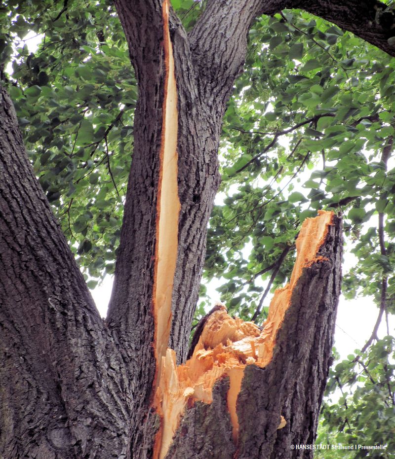 Sturm beschädigt Winterlinde am Knieperdamm