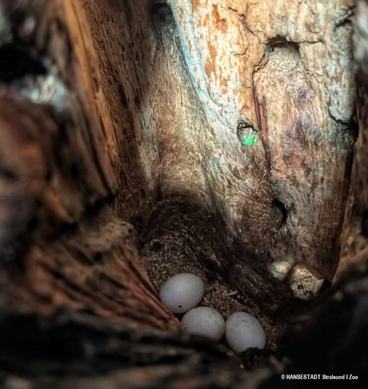 Gelege des Schwarzkehl-Arassaris