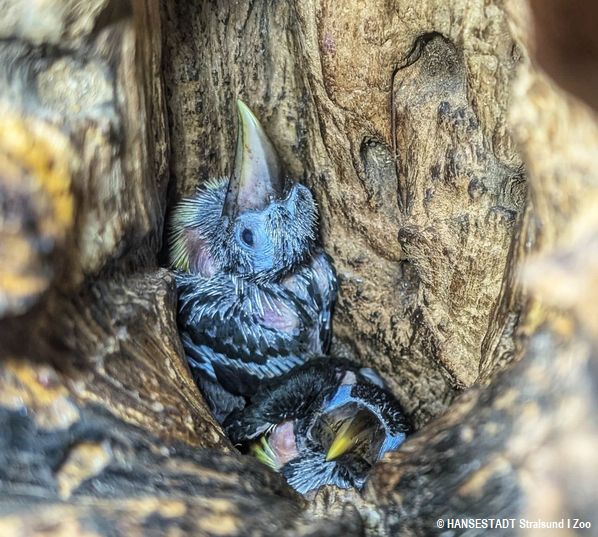 Gelungene Aufzucht der Schwarzkehl-Arassaris