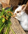 Kaninchen beim Fressen