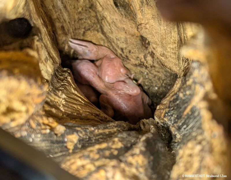 Schwarzkehl-Arassari-Küken geschlüpft