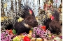 Stachelschweine_bei_der-Fuetterung