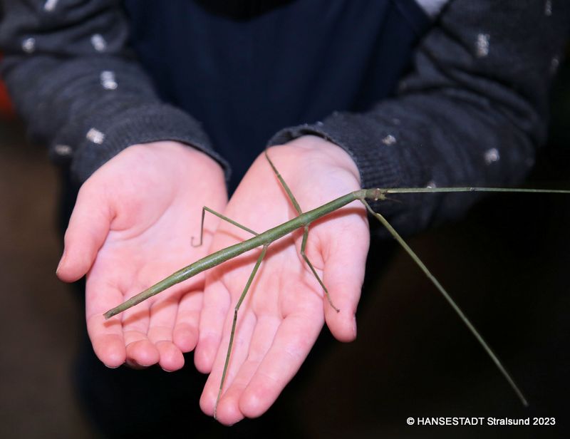 Von Berührungsangst keine Spur: Stabschrecke und wandelndes Blatt freuten sich sichtlich über den Besuch der Lütten.