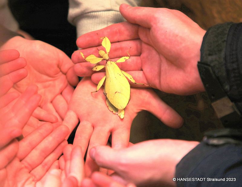 Von Berührungsangst keine Spur: Stabschrecke und wandelndes Blatt freuten sich sichtlich über den Besuch der Lütten.