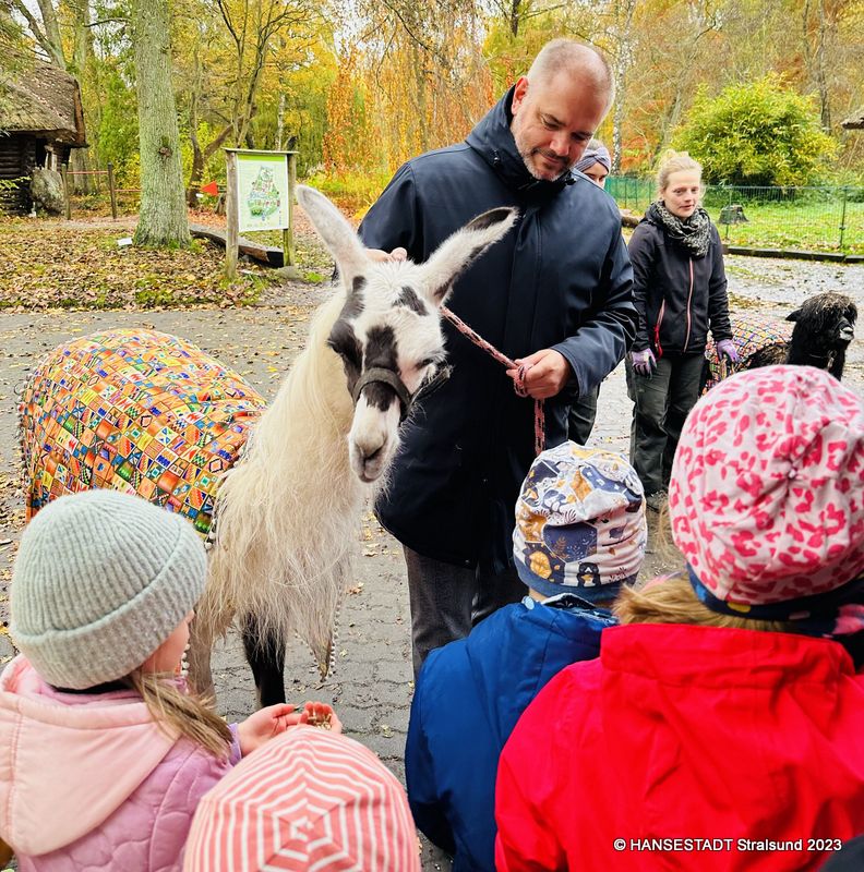Lamadame Anna und Alpaka Hildegard überraschten die Vorschulkinder der KITA 'Brunnenaue' im Stralsunder Zoo.