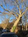Der Baum steht stark schräg